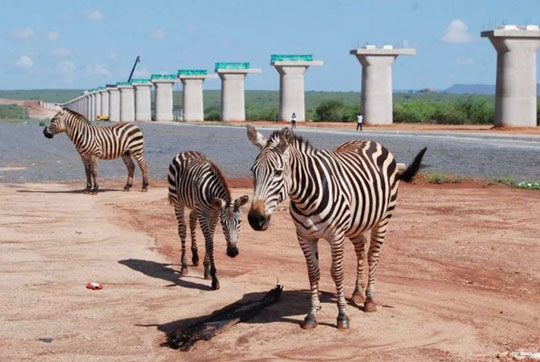 肯尼亚总统高度赞赏，乞力马扎罗山下bti体育绿闪灼